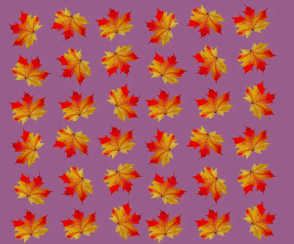 Ensemble de feuilles d'érable d'automne — Photo