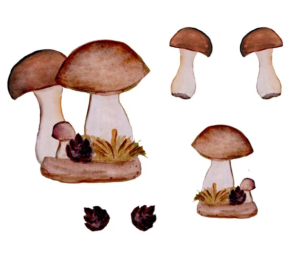 Conjunto de cogumelos porcini com um cone . — Fotografia de Stock
