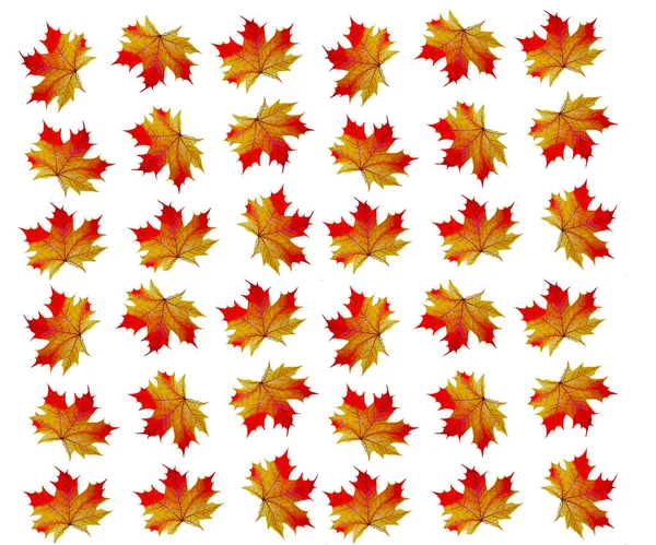 Akçaağaç sonbahar yaprakları deseni