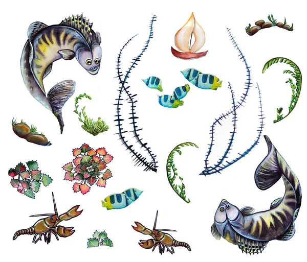 Mořská Sada Ryb Řas Vysoce Kvalitní Ilustrace — Stock fotografie