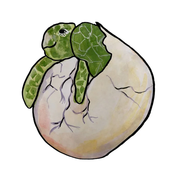 Yumurtadaki yumurtadan çıkmış bir kaplumbağa — Stok fotoğraf