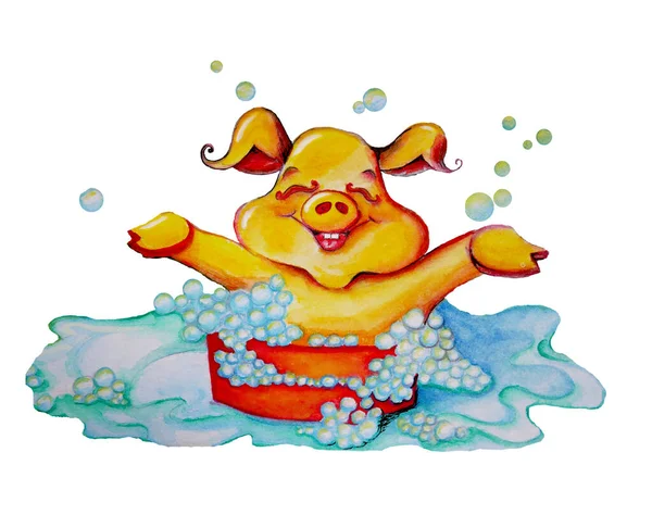 Yellow pig washes in a puddle. High quality illustration. Fashionable greeting card with a yellow pig on a white background. You can use it as a home paint background. For covers and decorations.