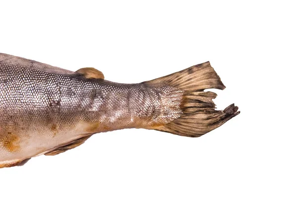 Låg Kvalitet Fisk Svans Isolerad Vit Bakgrund Oxiderat Subkutant Fett — Stockfoto