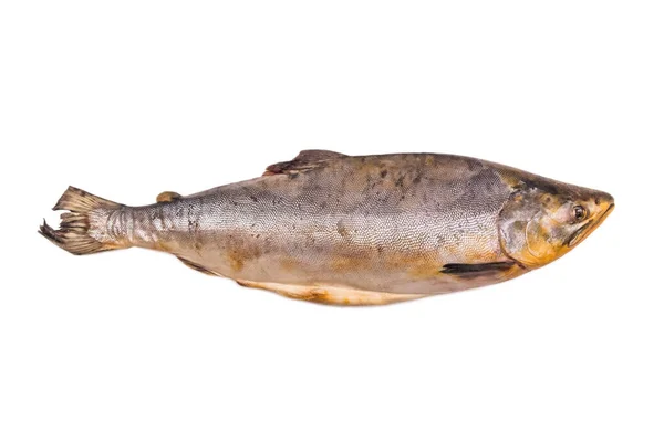 Stare Niezdrowe Ryby Niskiej Jakości Izolowane Białym Tle Utleniony Tłuszcz — Zdjęcie stockowe