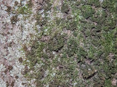 Ağaç kabuğundan liken ile fotofon