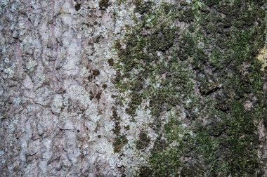 Ağaç kabuğundan liken ile fotofon