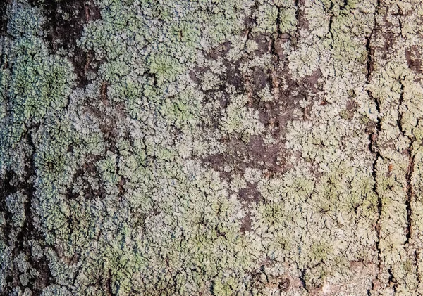 나무껍질에서 이끼를 — 스톡 사진