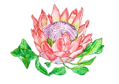 Suluboya Gouache Protea Çiçeği