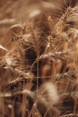 Olgun buğday tarlaları gün batımında doğal manzara. Çiftlik hasat mevsimi. Yüksek kalite fotoğraf