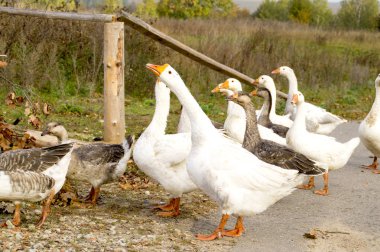 bir kaz sürüsü sokakta