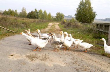 bir kaz sürüsü sokakta