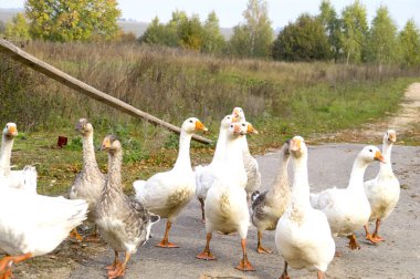 bir kaz sürüsü sokakta