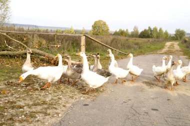bir kaz sürüsü sokakta