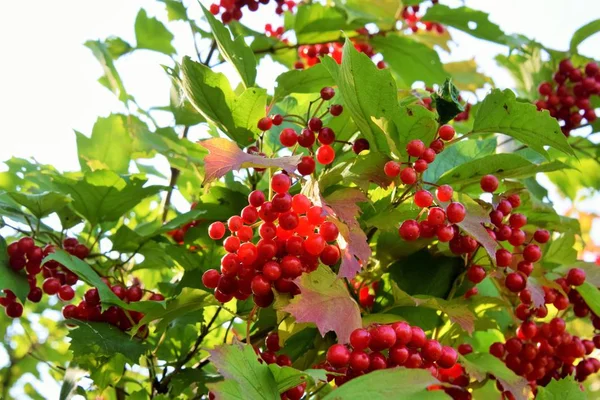 Μούρα Από Ένα Viburnum Ένα Υποκατάστημα Στις Ακτίνες Του Ήλιου Εικόνα Αρχείου