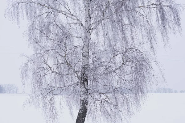 Birkenkrone Winter Einem Klaren Frostigen Tag — Stockfoto