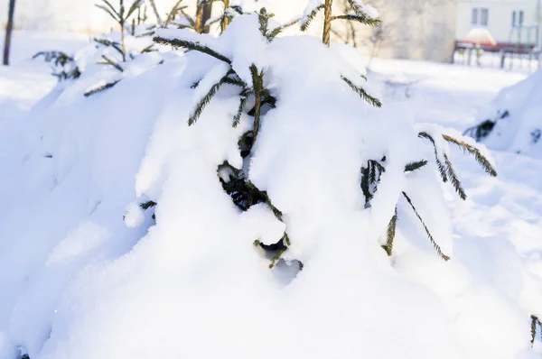 Träd Helt Täckt Med Snö — Stockfoto