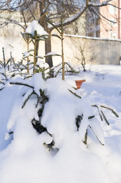 Árbol Completamente Cubierto Nieve — Foto de Stock