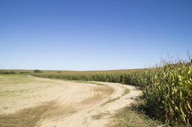 mısır tarlası resimde doğal toprak yolda
