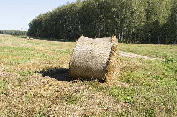 Palheiro Imaginado Deitado Campo — Fotografia de Stock