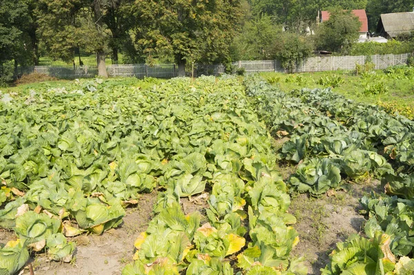 Photo Field Cabbage — Stock Photo, Image