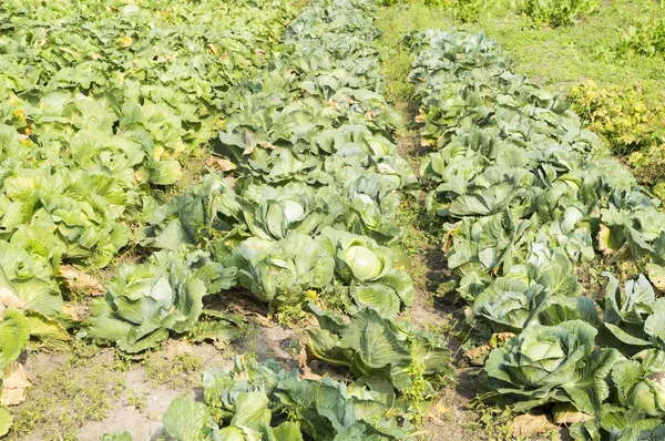 Photo Field Cabbage — Stock Photo, Image