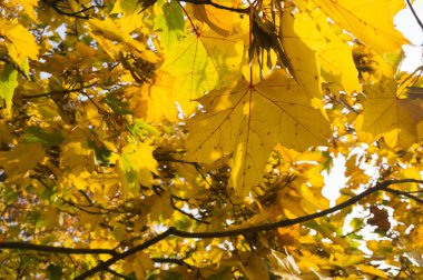 sarı akçaağaç güzel manzara yaprak