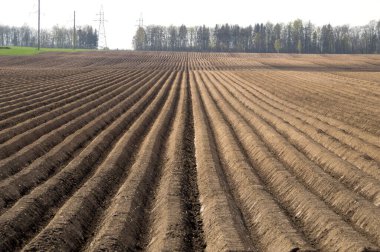 Uzaktaki patates tarlasını düzenli bir şekilde bırakmayı hayal ettim.