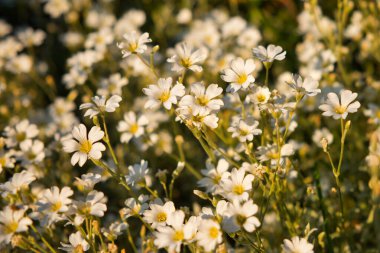 Akşam güneşinde güzel beyaz çiçeklerin tarlası.