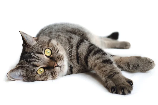 Απομονωμένη Γκρι Γάτα Ξαπλωμένη Στο Πάτωμα Όμορφη Κιτρινομάτα Γάτα Που — Φωτογραφία Αρχείου