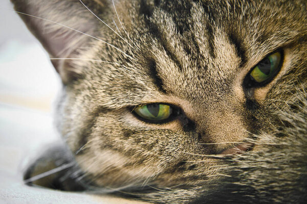 close up портрет кота