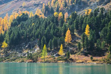 Sonbahar manzarası dağ gölünün diğer tarafındaki ağaçları gösteriyor.