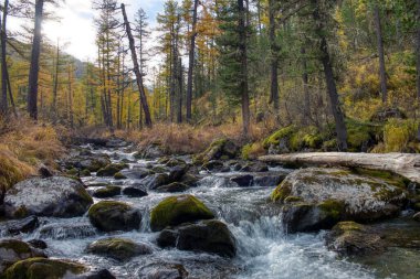 Dağ nehri sonbahar ormanlarından akıyor. Altai Cumhuriyeti, Rusya.