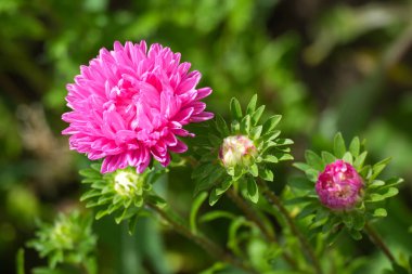 Çiçek tarhında açan pembe bir paskalya çiçeği.