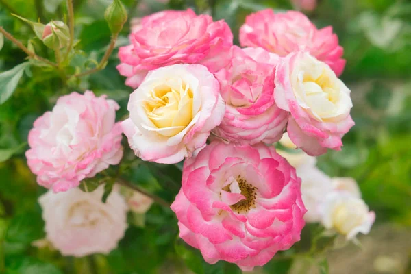 Schöne Rosa Rosen Einem Garten — Stockfoto