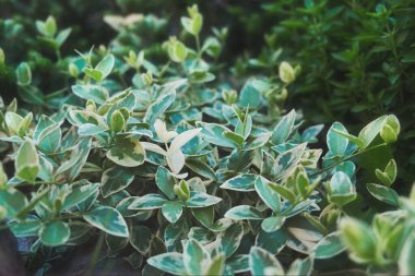 Yeşil yaprak dokusu. Yaprak dokusu arkaplanı.