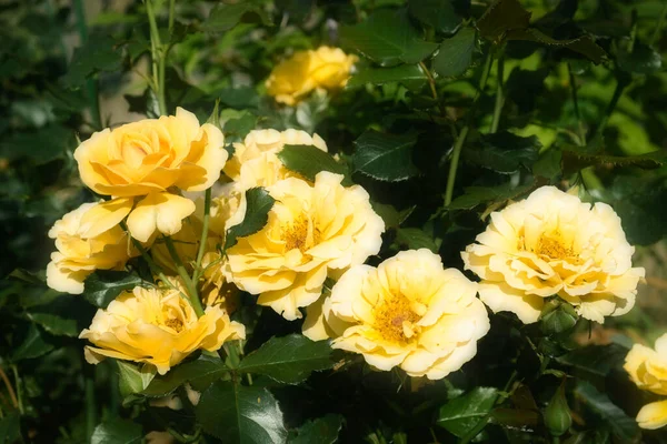 Yellow Garden Roses Pattern Close Beautiful Blooming Yellow Rose Bush — Stock Photo, Image