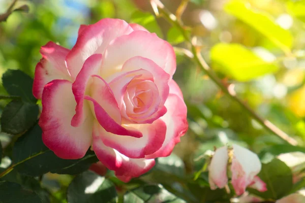 Rosenblüte Garten Rosa Und Weiße Rose Warmen Morgensonnenlicht — Stockfoto
