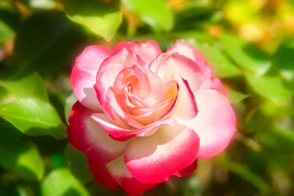 Rosenblüte Garten Rosa Und Weiße Rosenblüte Warmen Morgensonnenlicht — Stockfoto