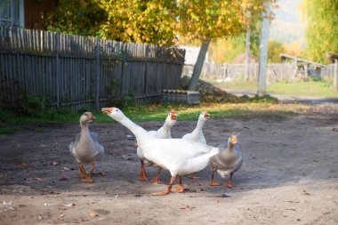Evcil kazlar köyde ahşap bir evin yanında yürür..