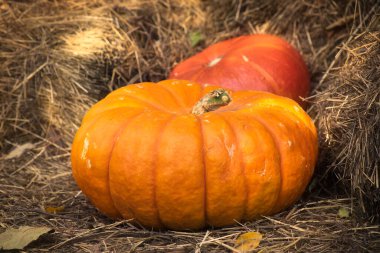 Farklı renkte iki balkabağı kuru samanların üzerinde yatar. Cadılar Bayramı konsepti.