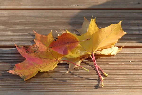 Le foglie d'acero gialle e rosse si trovano su una superficie di legno nel parco in una giornata di sole autunnale.. — Foto Stock