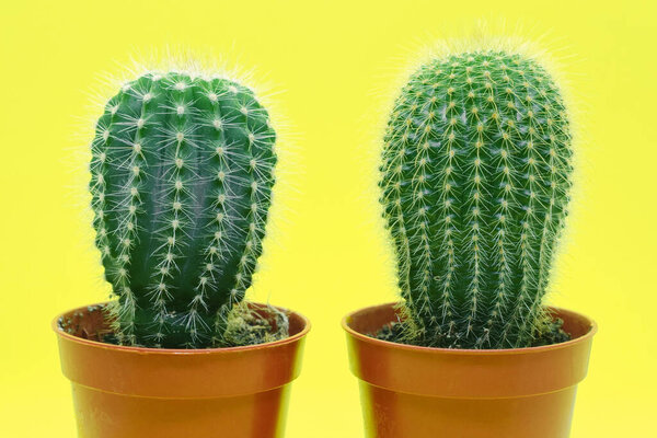 Two indoor cactuses in brown pots with thorns on yellow background. Cactus close-up.