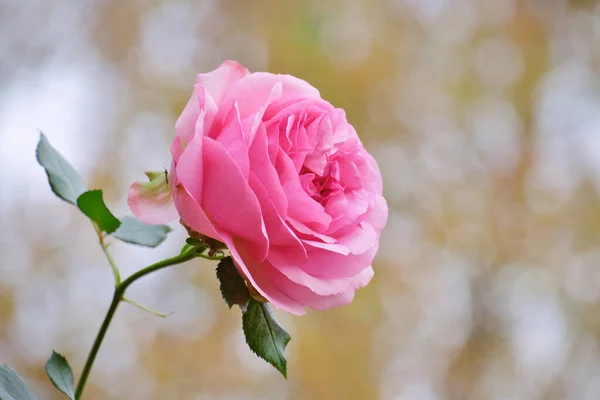 Eine Große Rosa Rosenblüte Garten Vor Weichem Bokeh Hintergrund — Stockfoto