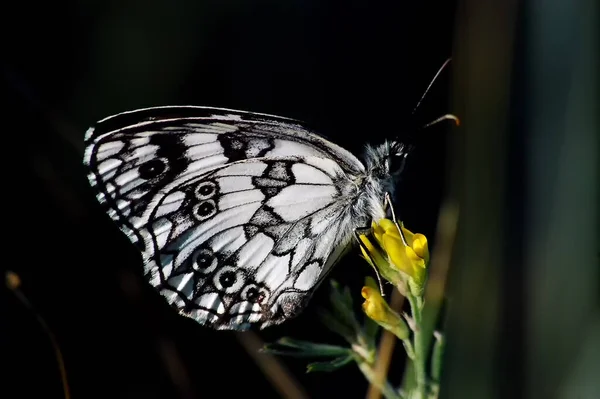 Borboleta Olhos Amarelos Uma Flor Amarela — Fotografia de Stock