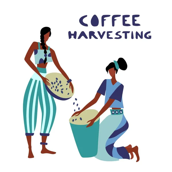 女性未確認コーヒー農家がコーヒーを収穫中 — ストックベクタ