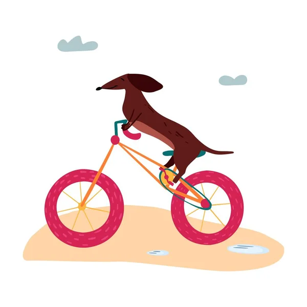 Wektorowa ilustracja s ³ odkiego parówkowego psa jamnika na rowerze — Wektor stockowy