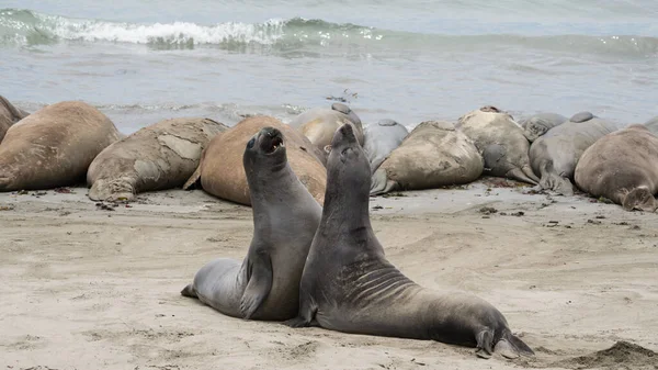 Två Unga Elefantsälar Övar Att Slåss Strand Kalifornien — Stockfoto