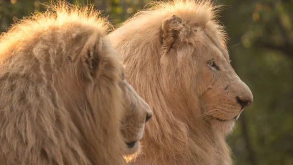 Dos Leones Machos Parque Juegos Privado — Foto de Stock