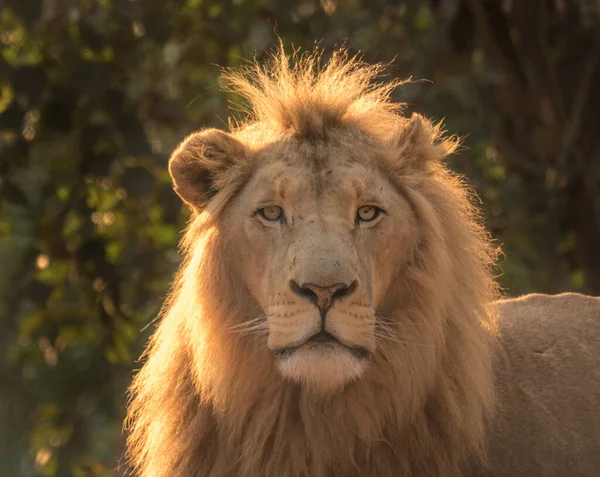 Grande Leão Macho África Sul — Fotografia de Stock