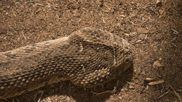 Gros Plan Serpent Venimeux Bouffant — Photo